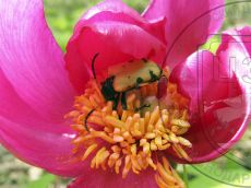 Брахита-кубанская_питание